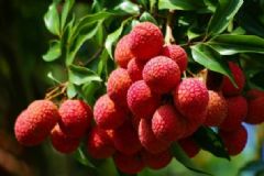 吃荔枝有哪些壞處？吃荔枝的好處有哪些？[圖]