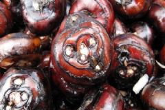 荸薺不能和什么一起吃？荸薺不能與什么同食？[圖]