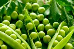 豌豆發(fā)芽還能吃嗎？吃豌豆會(huì)中毒嗎？[圖]