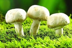 怎么預(yù)防蘑菇中毒？毒蘑菇怎么分辨？[圖]