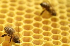 糖尿病能吃蜂膠嗎？糖尿病吃蜂膠好嗎？[圖]
