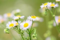 菊花的功效和作用是什么？菊花有哪些做法呢？[圖]