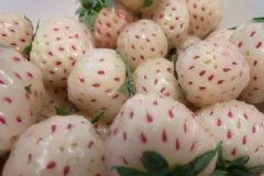 菠蘿莓的營養(yǎng)價值有哪些？白草莓有什么營養(yǎng)價值？[圖]