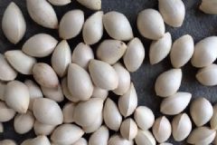 白果和綠豆可以一起吃嗎？白果吃多了中毒該怎么辦？[圖]