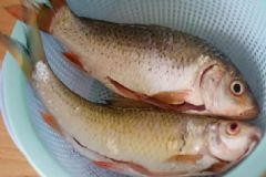 怎么去除魚膽破了的苦味？魚膽破了的魚能吃嗎？[圖]