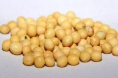 吃黃豆會(huì)不會(huì)胖？晚上吃黃豆會(huì)胖嗎？[圖]