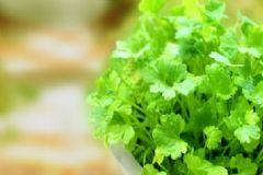 為什么很多人不喜歡吃香菜？哪些人不適合吃香菜？[圖]