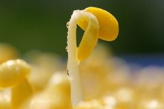 黃豆芽變綠了還能吃嗎？黃豆芽發(fā)綠了還能吃嗎？[圖]