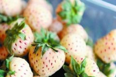 菠蘿莓是什么水果？吃菠蘿莓有什么好處？[圖]