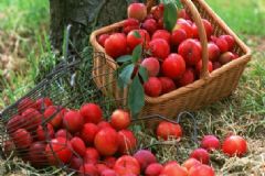 生活中常見的紅色食物有哪些？這些紅色食物有什么營養(yǎng)？[圖]