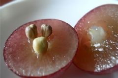 葡萄籽有什么作用與功效？葡萄籽的功效與作用及食用方法[圖]