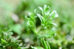 茵陳蒿有什么功效與作用？茵陳蒿的食用方法有哪些？[圖]