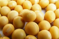黃豆的營養(yǎng)價值有多高？黃豆的營養(yǎng)成分有哪些？[圖]