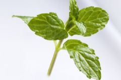 薄荷能解暑嗎？薄荷的適宜人群有哪些？[圖]