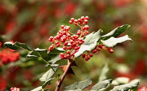 花椒能治打呼嚕嗎？花椒水可以治打呼嚕嗎？(1)