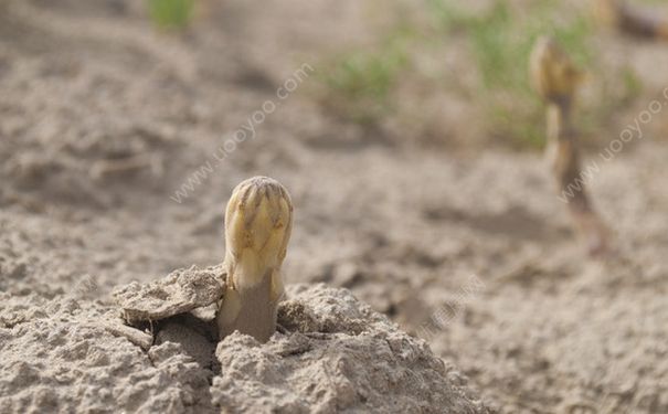 肉蓯蓉的泡水方法有哪些？肉蓯蓉的食用方法有哪些？(1)