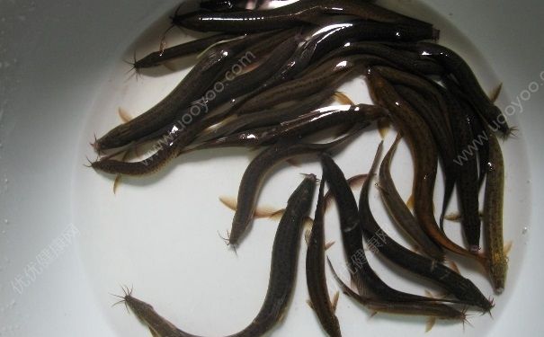 泥鰍的功效與作用及食用方法有哪些？泥鰍有什么功效？(1)
