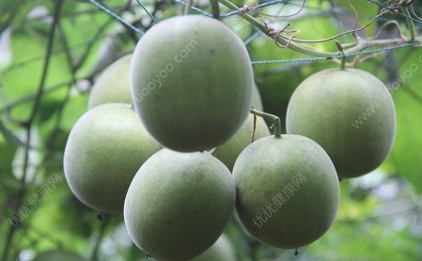經(jīng)期能喝羅漢果茶嗎？羅漢果的功效有哪些？(1)