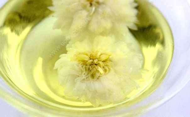 貢菊有什么功效？菊花的功效與作用(1)