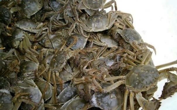 螃蟹選什么樣的好？買什么樣的螃蟹好？(1)