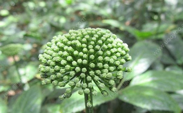 三七花能降血壓嗎？三七花有什么功效？(1)
