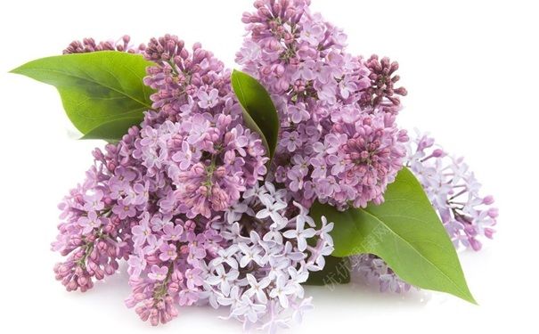 丁香花蕾有什么功效？丁香花有什么價值？(1)
