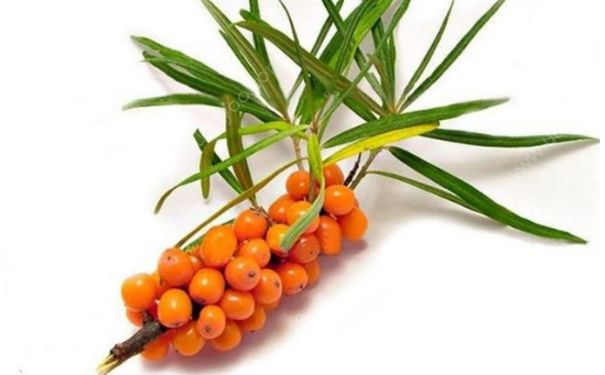 沙棘果的功效與作用 沙棘果是什么植物？(1)