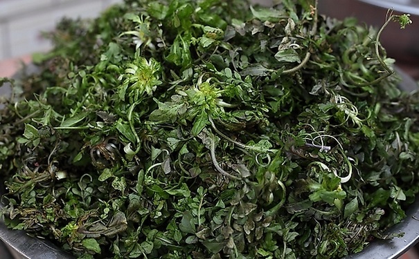 薺菜是什么菜？薺菜有什么功效？(1)