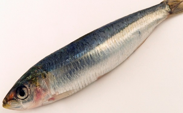 沙丁魚有什么營養(yǎng)？沙丁魚的營養(yǎng)價(jià)值(1)