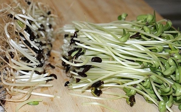 黑豆苗的營(yíng)養(yǎng)價(jià)值有多高？黑豆芽有什么功效？(1)