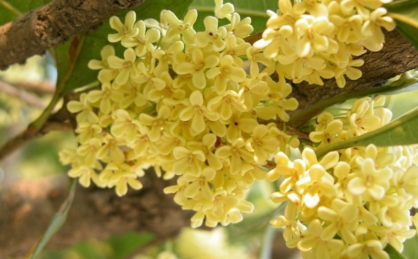 桂花的功效與作用有哪些？桂花有什么功效？(1)
