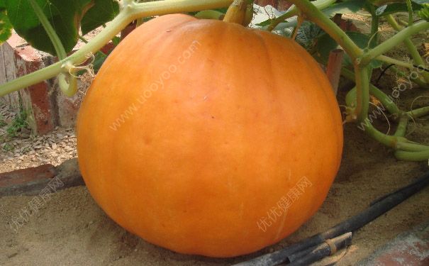 南瓜紅豆野米盅怎么做？南瓜盅有什么功效？(1)