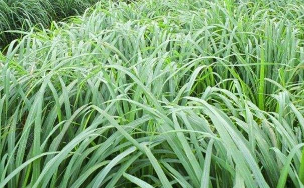 香茅油有什么作用？香茅油怎么用？(1)
