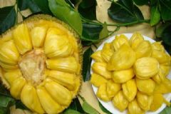 菠蘿蜜沒熟打開了怎么辦？菠蘿蜜切開沒熟怎么辦？[圖]