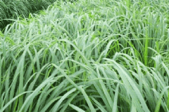 香茅油有什么作用？香茅油怎么用？[圖]