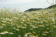 洋甘菊純露是什么？洋甘菊純露哪種好？[圖]