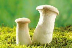 冬天吃蘑菇有什么好處 ？冬天吃蘑菇的益處[圖]
