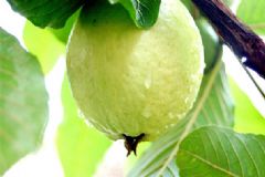 芭樂怎么吃？芭樂的籽可以吃嗎？[圖]