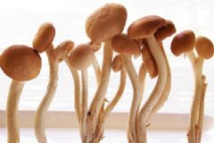 茶樹菇有什么功效？茶樹菇的功效與作用[圖]