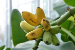 香蕉和芭蕉有什么區(qū)別？香蕉和芭蕉的主要區(qū)別[圖]