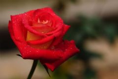 月季花有什么功效？月季花的食用方法有哪些？[圖]