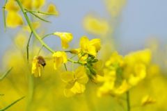 油菜花粉怎么吃？油菜花粉怎么吃才好？[圖]