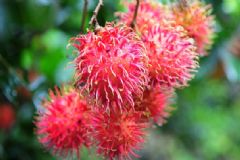 紅毛丹孕婦可以吃嗎？孕婦能吃紅毛丹嗎？[圖]