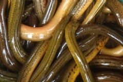 鱔魚死了還能吃嗎？鱔魚死了還可以吃嗎？[圖]