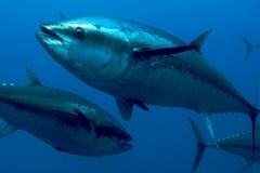 金槍魚有什么營養(yǎng)？金槍魚的營養(yǎng)價值[圖]