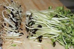 黑豆苗的營養(yǎng)價值有多高？黑豆芽有什么功效？[圖]