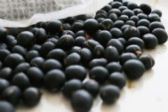 黑豆茶做法是怎樣的？黑豆茶有什么功效？[圖]