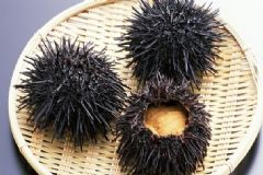 海膽有什么功效作用？海膽有什么營養(yǎng)？[圖]