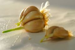大蒜如何保存？大蒜怎么保存不發(fā)芽？[圖]