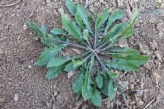 薺菜要焯水嗎？薺菜要用開水燙嗎？[圖]